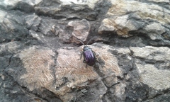 Macrohaltica transversa