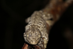 Rhacodactylus leachianus