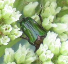 Leucocelis aeneicollis