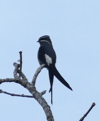 Moustached Treeswift photo 5