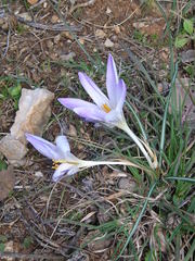 Crocus versicolor
