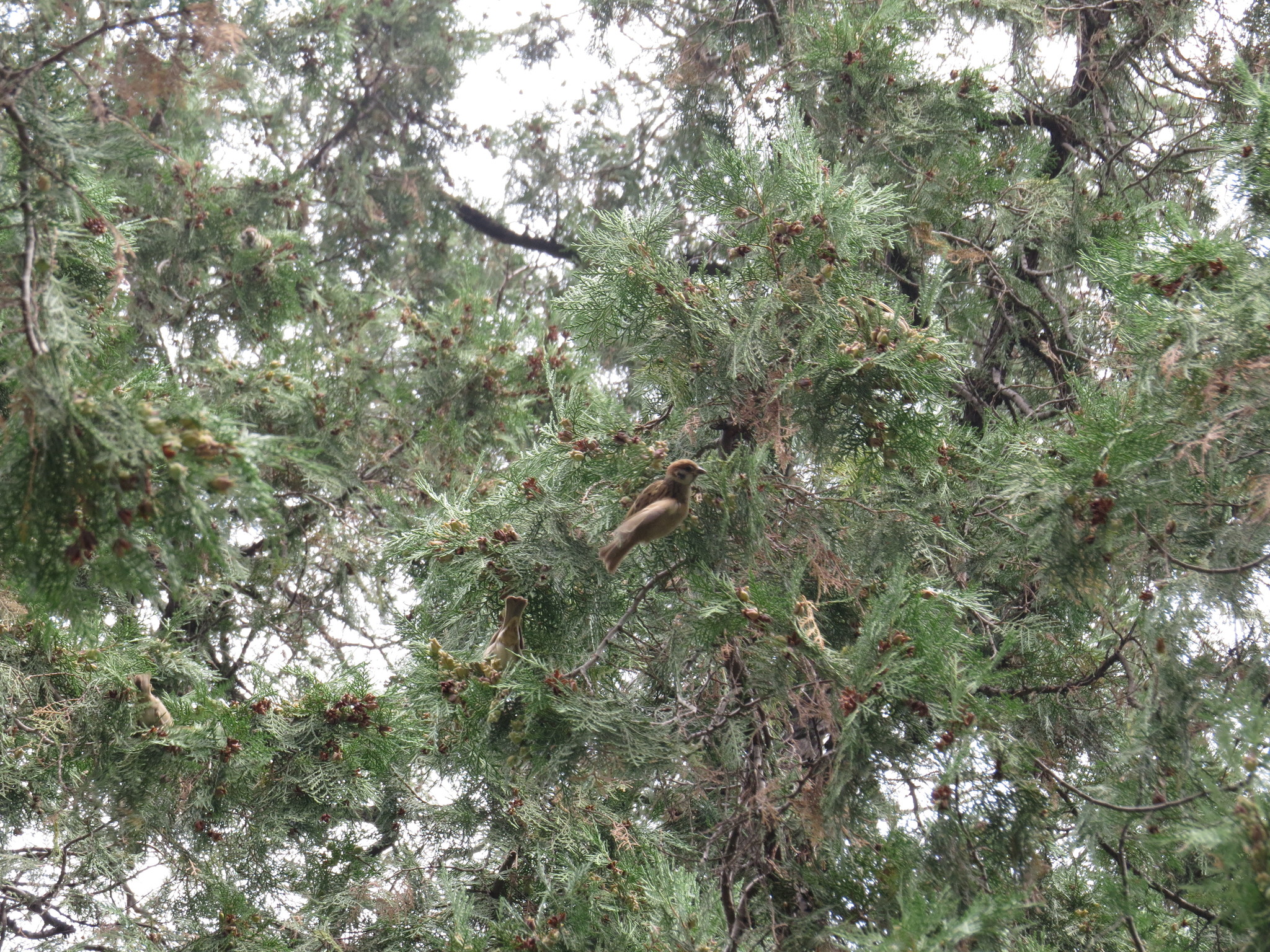 Eurasian Tree Sparrow