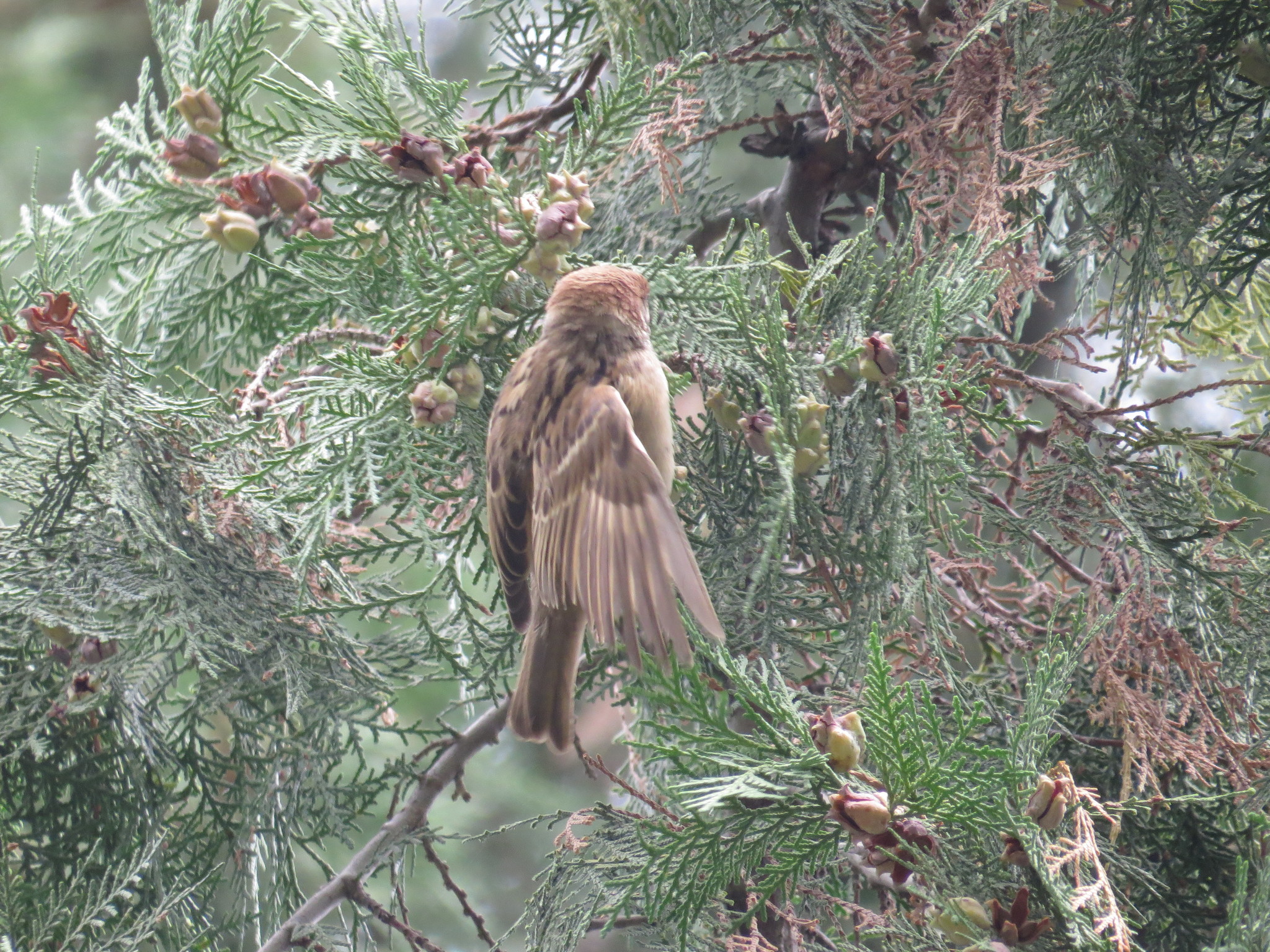 Eurasian Tree Sparrow