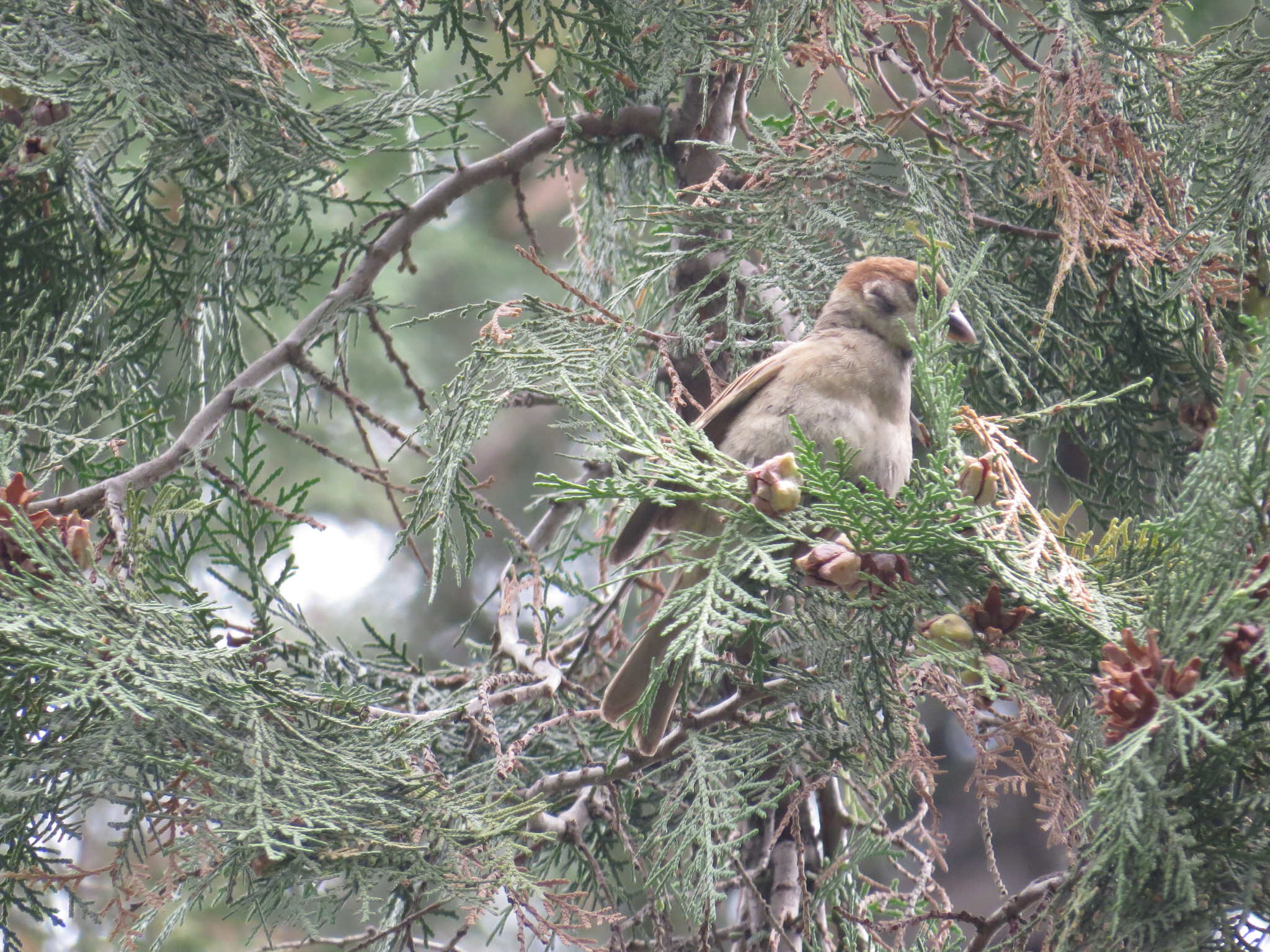 Eurasian Tree Sparrow