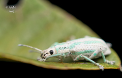 Compsus viridivittatus