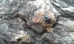 Macrohaltica transversa