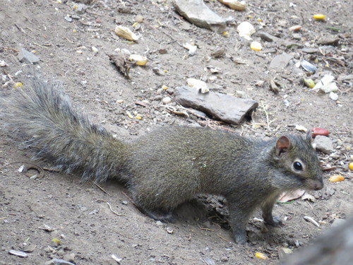 Sciurotamias davidianus