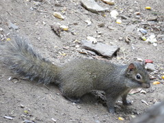 Sciurotamias davidianus