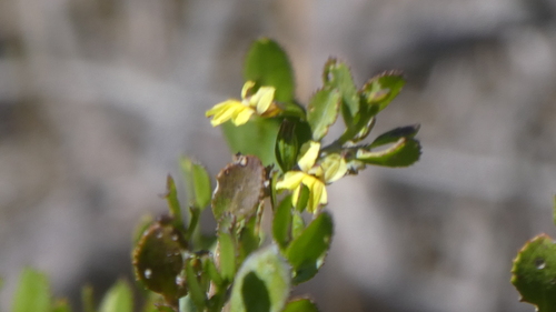Image of Goodenia varia by (c) Rosalie Lawrence, some rights reserved (CC BY)