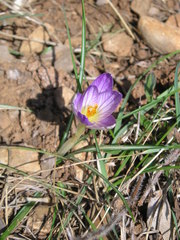 Crocus versicolor