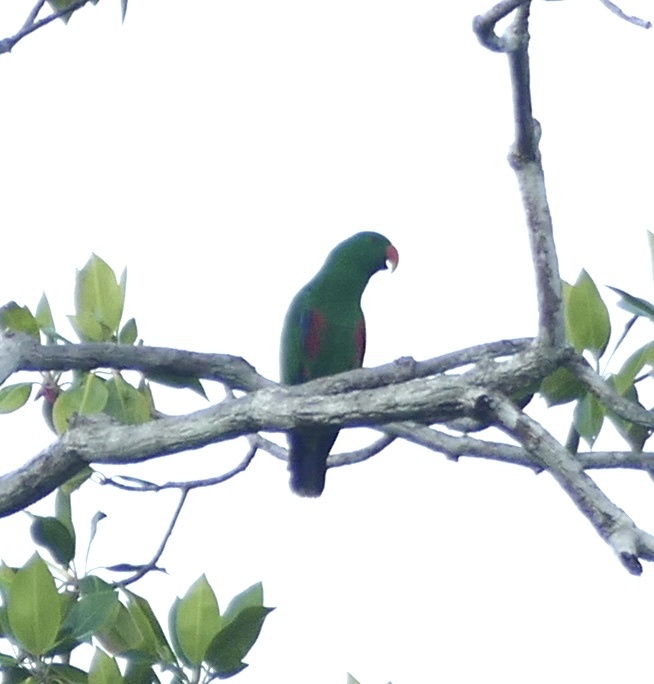 Moluccan Eclectus