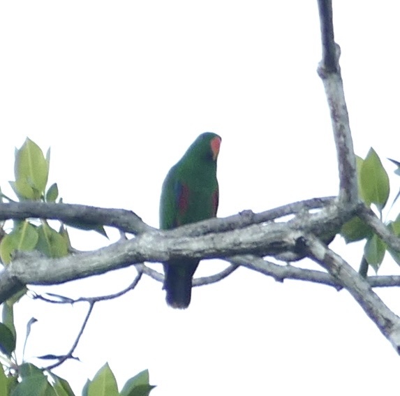 Moluccan Eclectus
