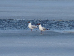 Chroicocephalus ridibundus