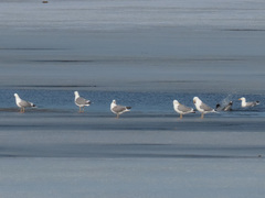 Larus argentatus