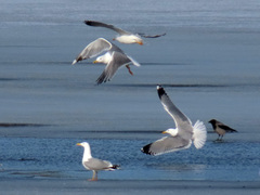 Larus argentatus