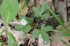 Panax trifolius
