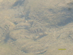 Thorichthys maculipinnis