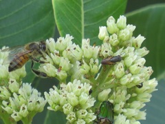 Leucocelis aeneicollis