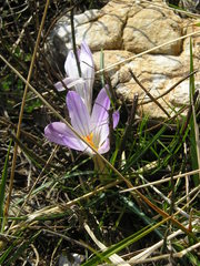 Crocus versicolor