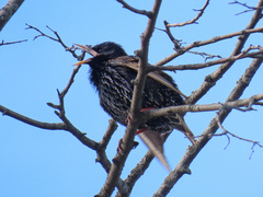 Sturnus vulgaris