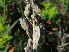 Reseda lutea