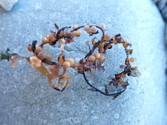 Sargassum muticum