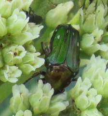Leucocelis aeneicollis