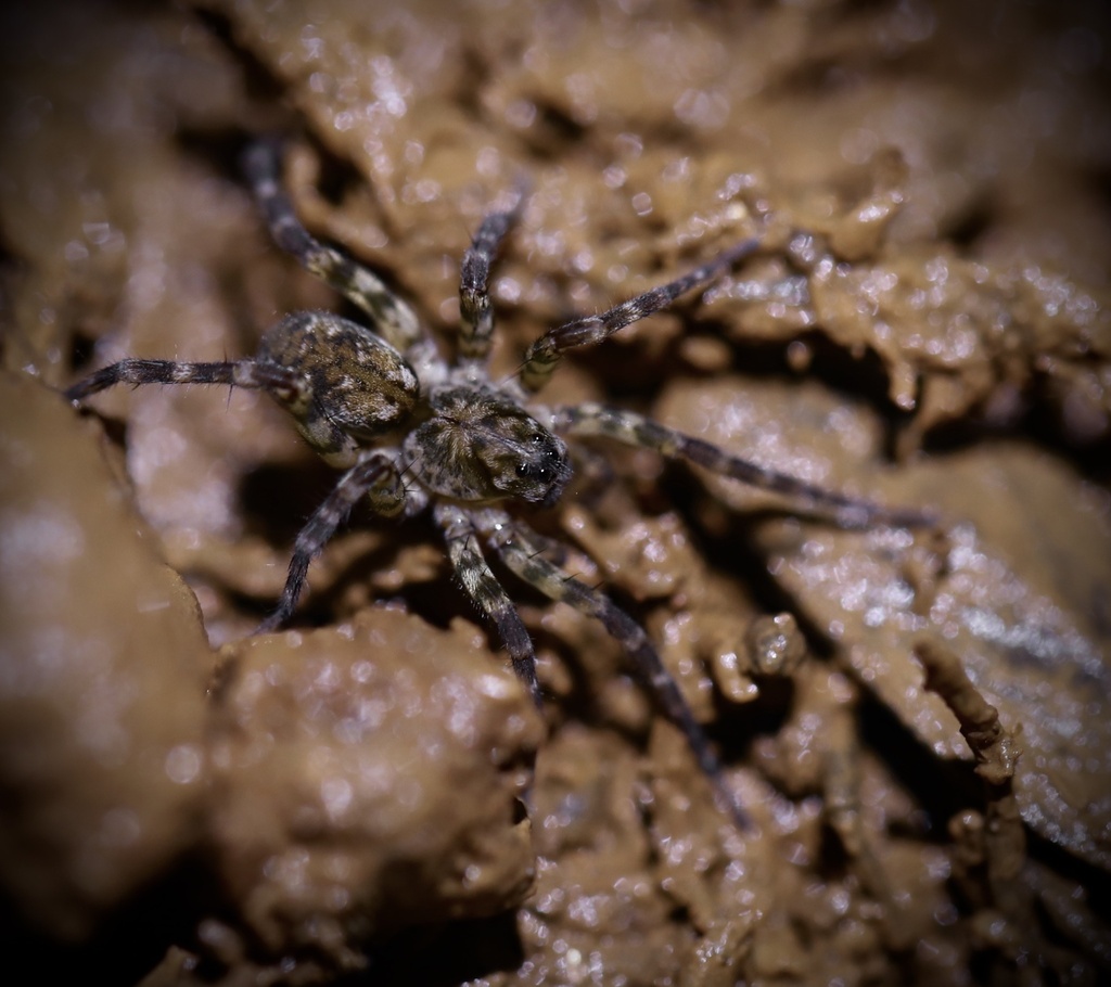 Bear Spiders from 王顺山国家森林公园, 西安市, 陕西省, CN on June 21, 2022 at 07:42 PM ...