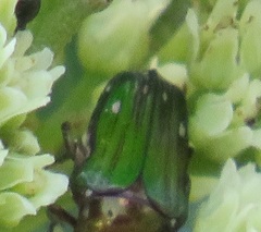 Leucocelis aeneicollis