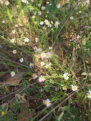 Chaetopappa asteroides