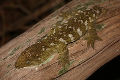 Rhacodactylus leachianus