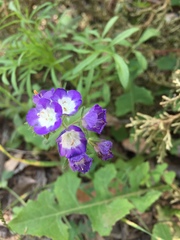 Phacelia patuliflora