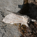 Cerura intermedia - Photo (c) Heiner Ziegler, algunos derechos reservados (CC BY-NC), subido por Heiner Ziegler