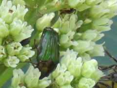 Leucocelis aeneicollis