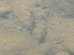 Thorichthys maculipinnis