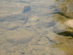 Thorichthys maculipinnis