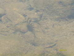 Thorichthys maculipinnis