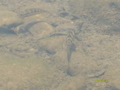 Thorichthys maculipinnis