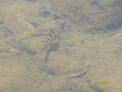 Thorichthys maculipinnis