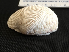 Periglypta reticulata