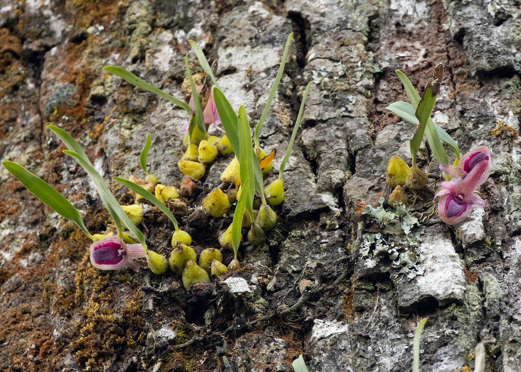 Bulbophyllum lopalanthum