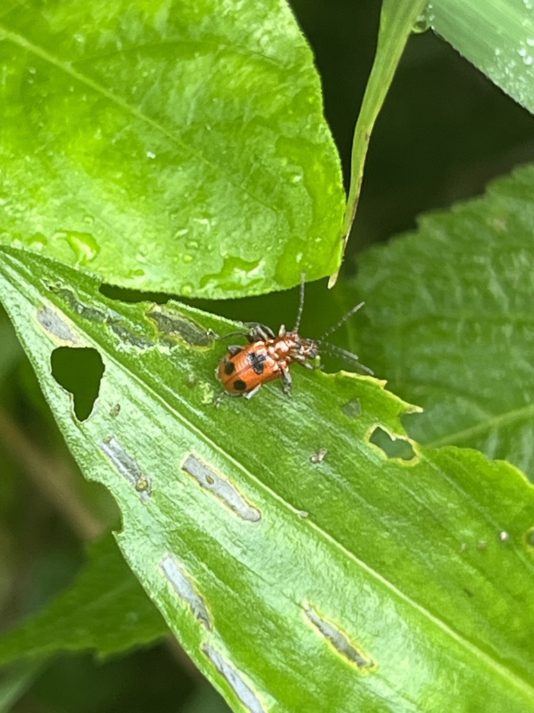 Neolema dorsalis from Calle Monte Fresco, Puntarenas, CR on November 19