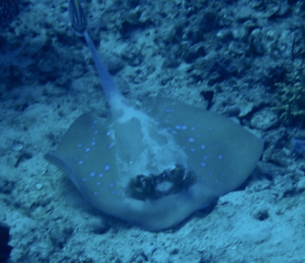 Neotrygon moluccensis
