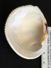 Periglypta reticulata