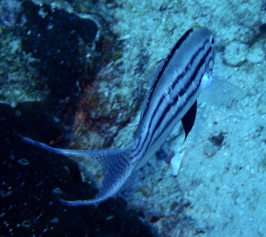 Blackstriped Angelfish