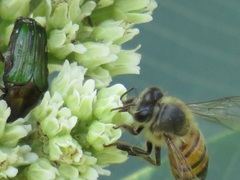 Leucocelis aeneicollis