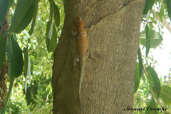 Sceloporus lundelli