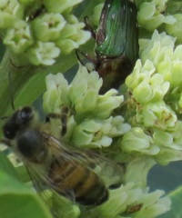 Leucocelis aeneicollis