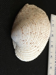 Periglypta reticulata