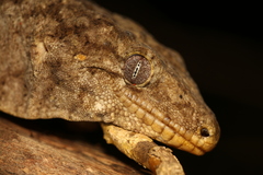 Rhacodactylus leachianus